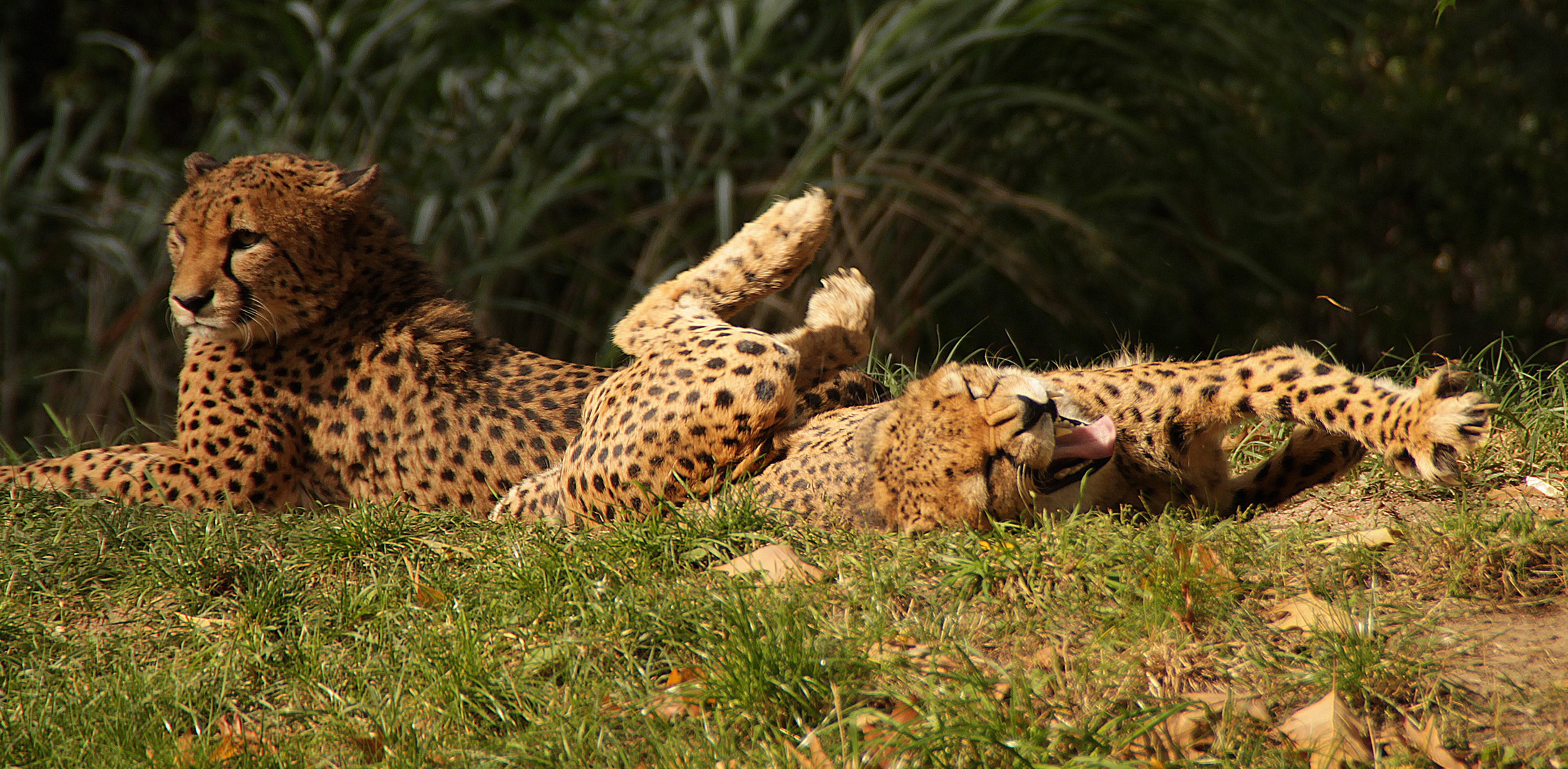 müder Gepard