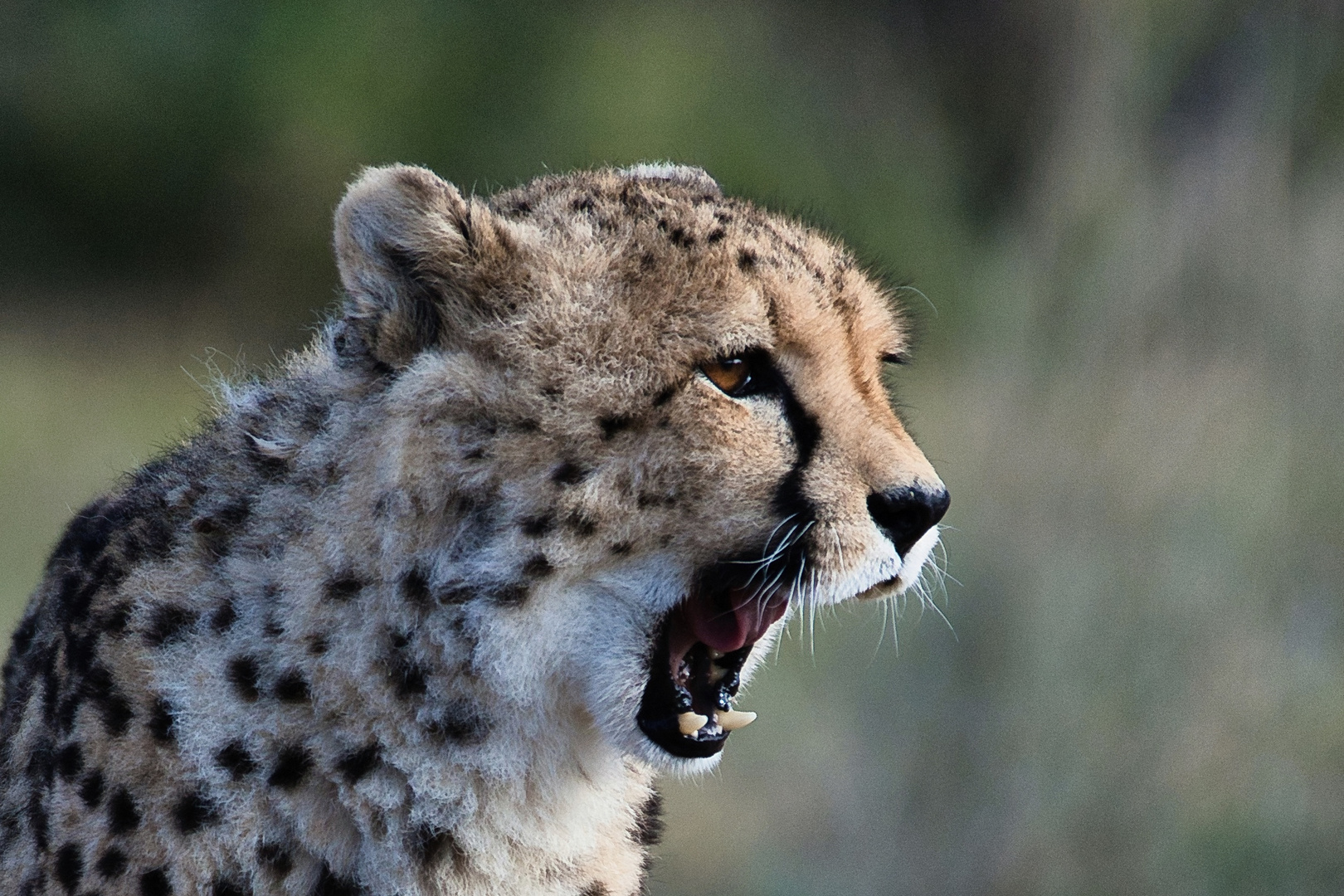 Müder Gepard