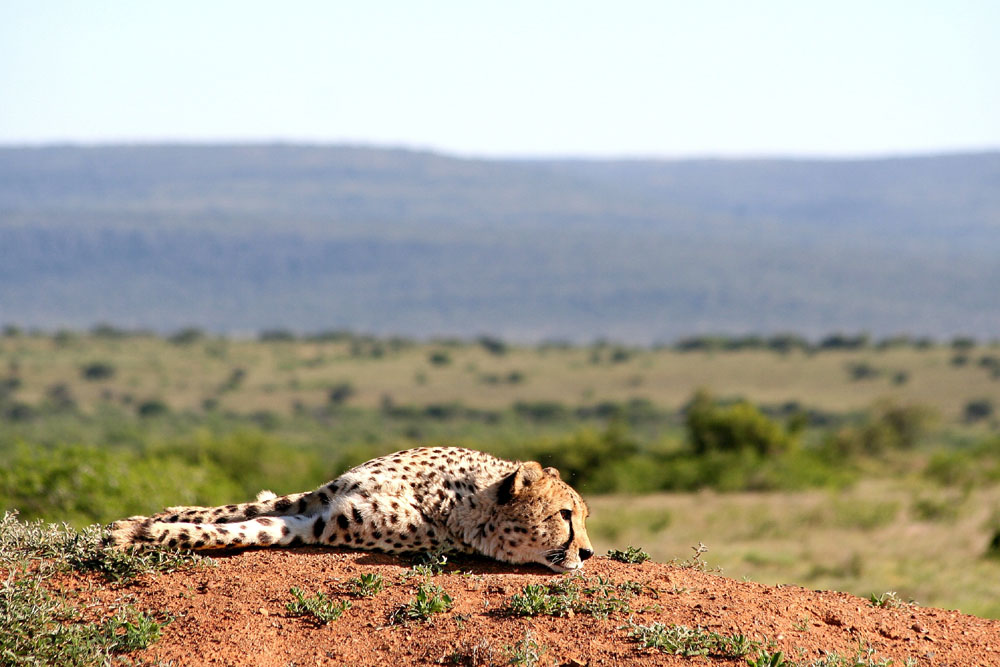 Müder Gepard