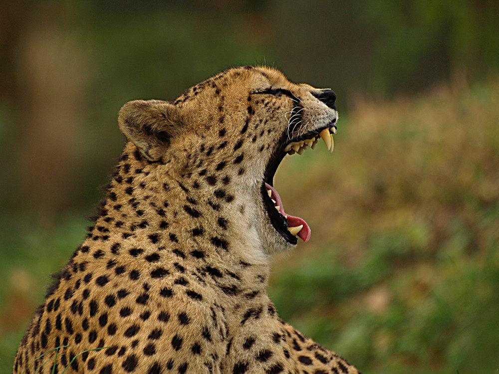 Müder Gepard