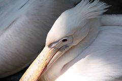 müder Geselle - Pelikan im Zoo Hannover