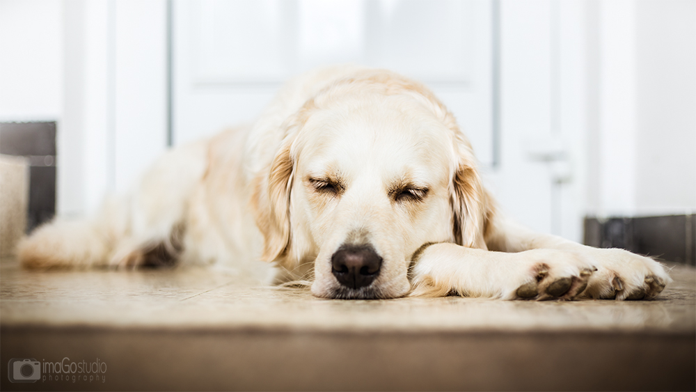 Müder Golden Retriever