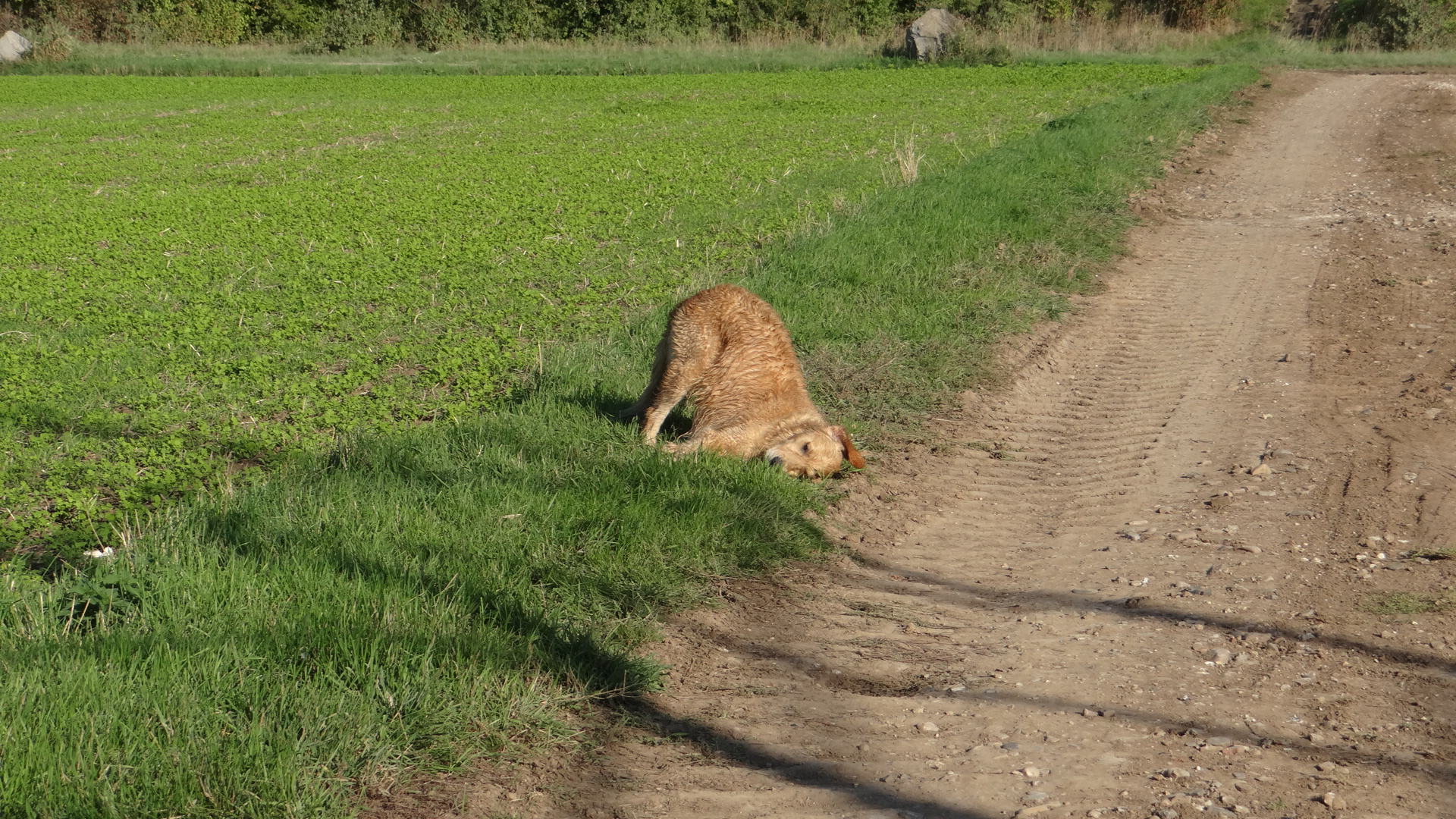 Müder Hund