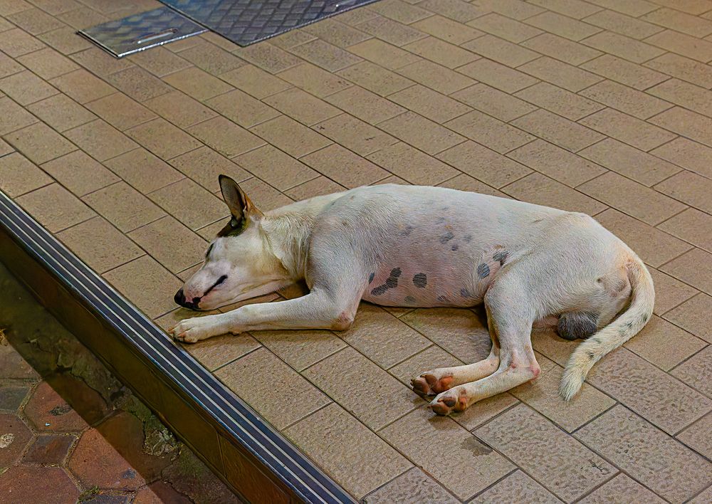 Müder Hund