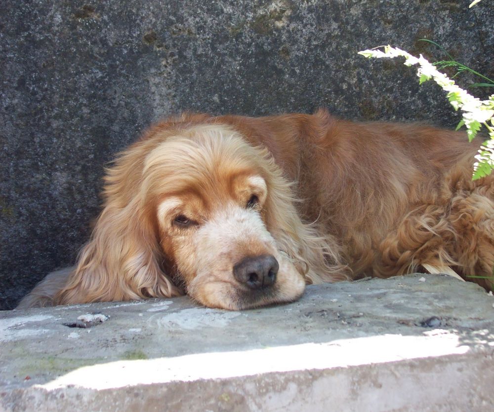 Müder Hund von Arnd Geerts Graf von Roit 