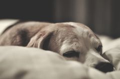 Müder Hund im Bett