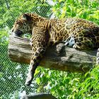 Müder Jaguar beim Mittagsschlaf - Zoo Krefeld