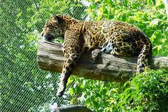 Müder Jaguar beim Mittagsschlaf - Zoo Krefeld