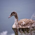 müder junger schwan