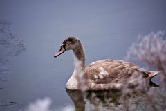 müder junger schwan