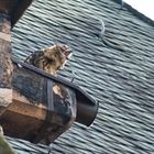 Müder junger Uhu auf der Elisabethkirche in Marburg