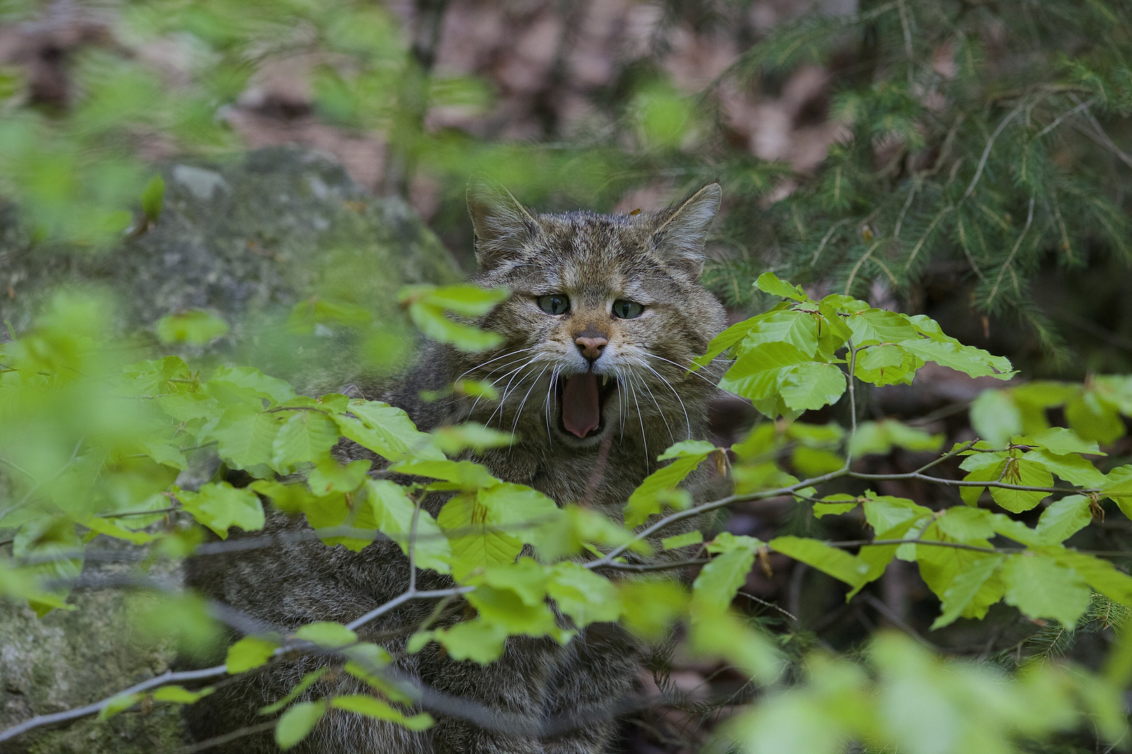 Müder Kater