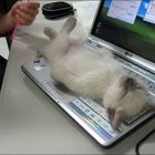 Müder Kater auf dem Computer