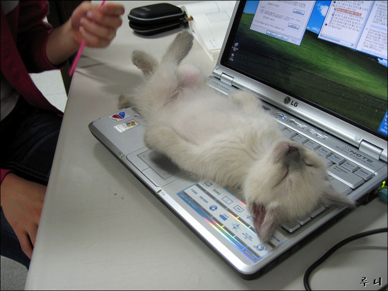 Müder Kater auf dem Computer