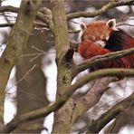 Müder kleiner Panda macht Bubu