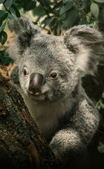 - müder Koala - 