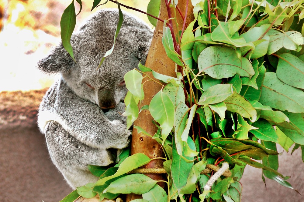 Müder Koala