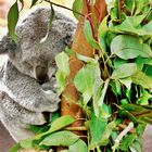 Müder Koala