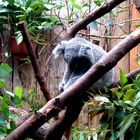 müder Koala