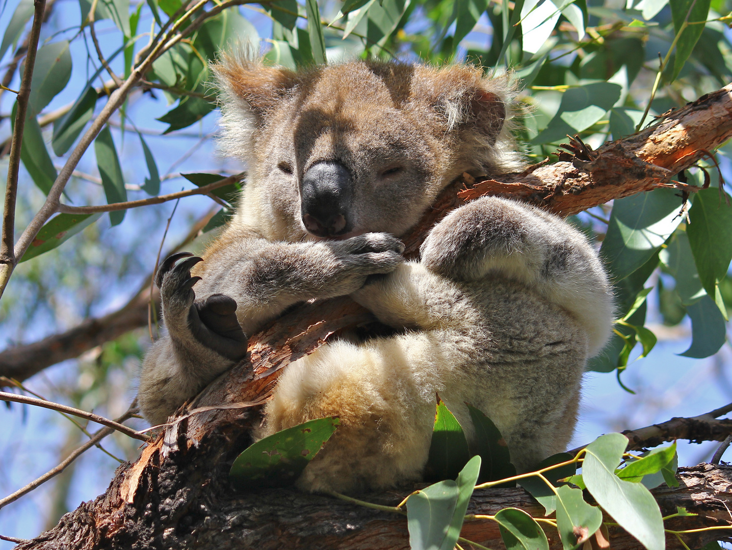 Müder Koala