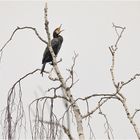 Müder Kormoran