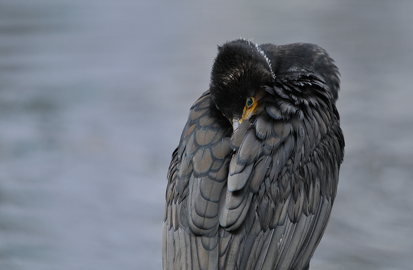 Müder Kormoran