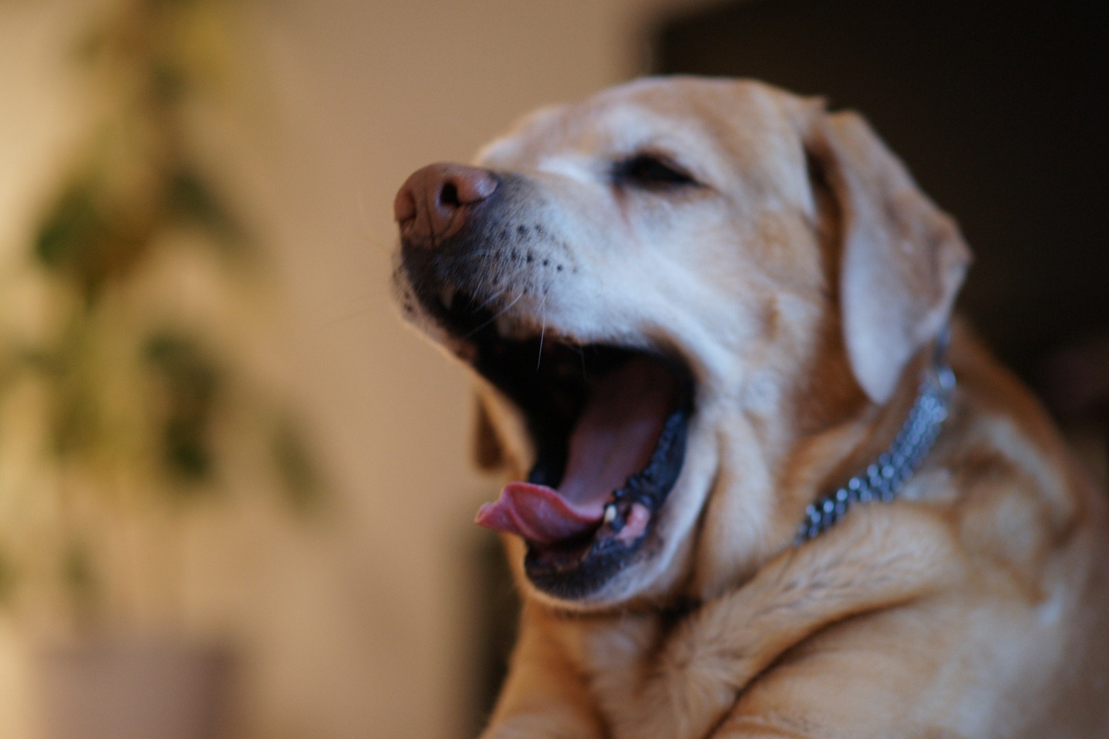 Müder Labrador