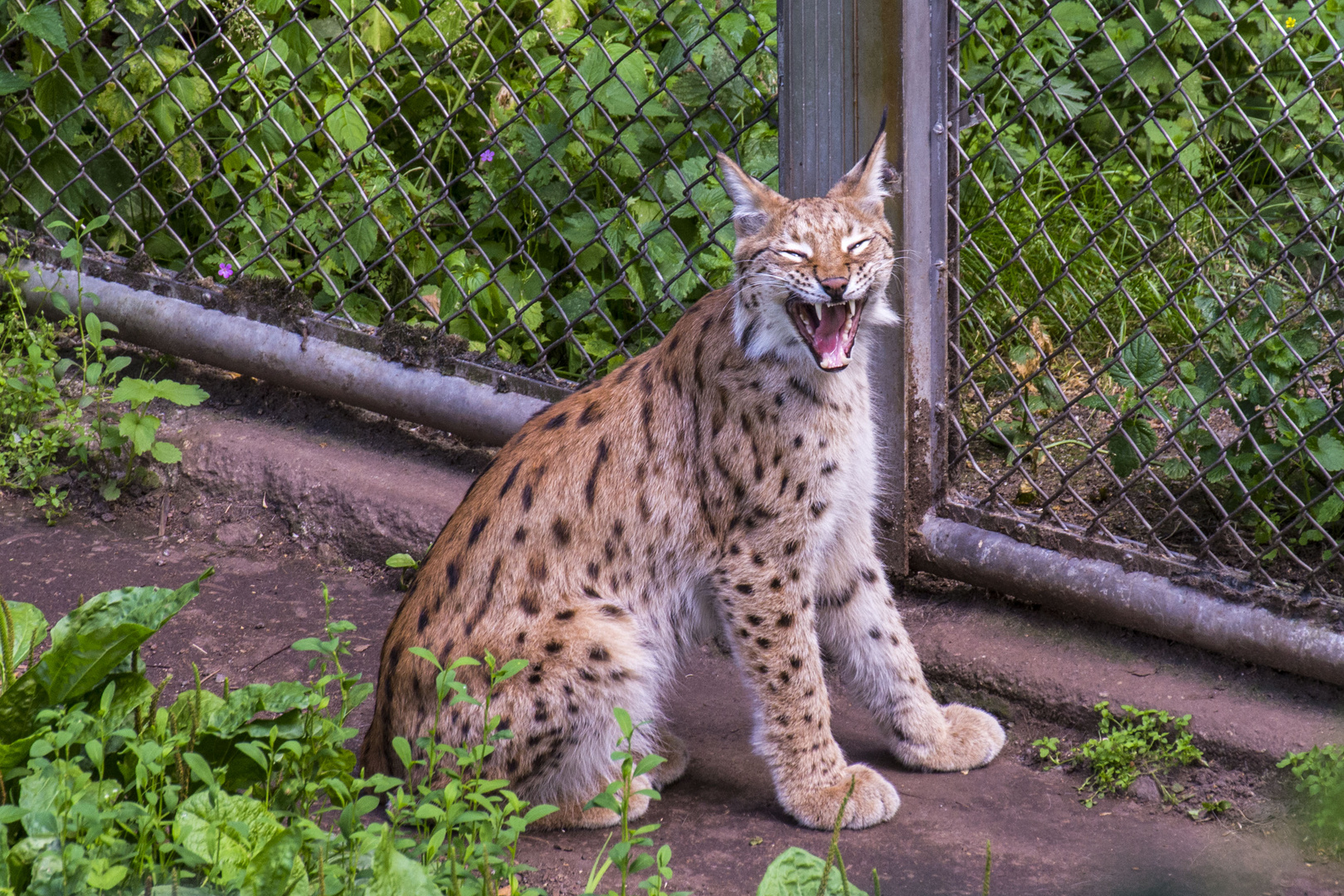 Müder Luchs