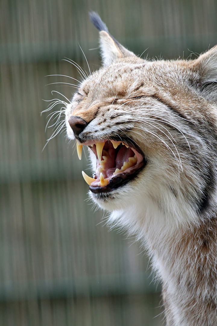 Müder Luchs