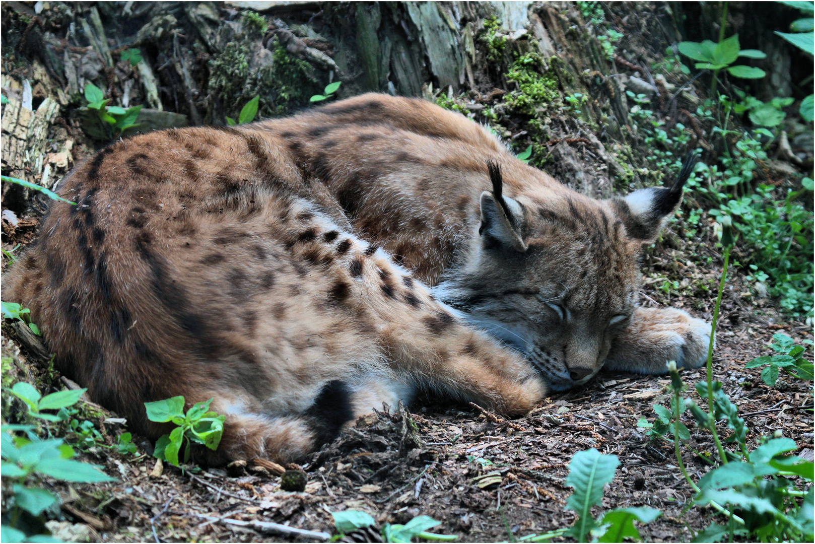 müder luchs...