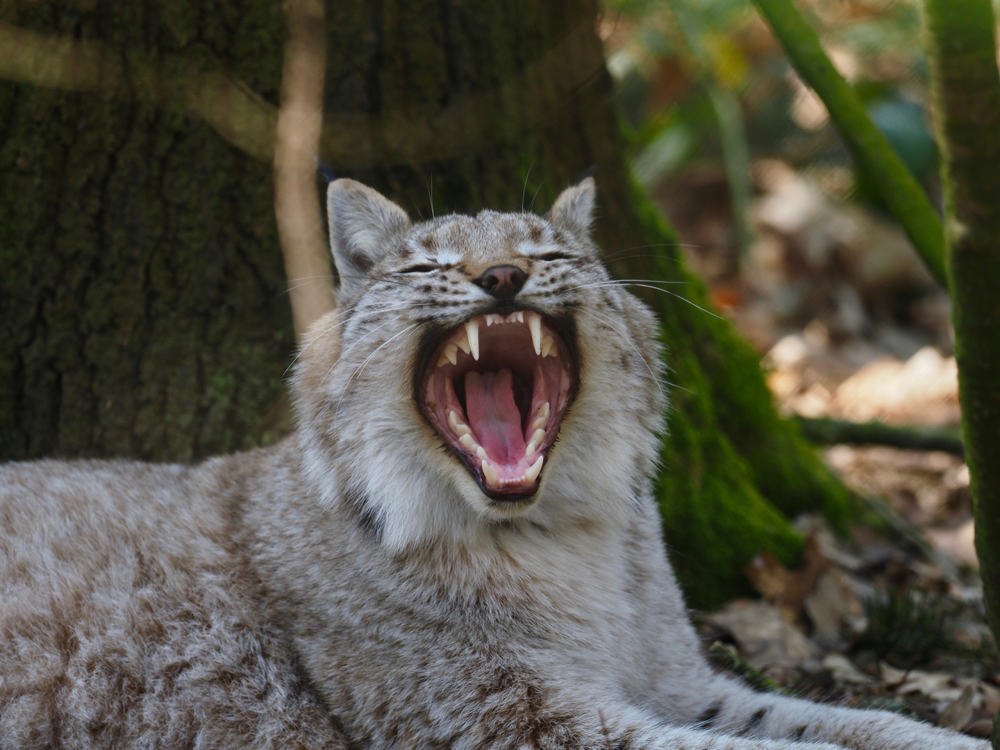 Müder Luchs