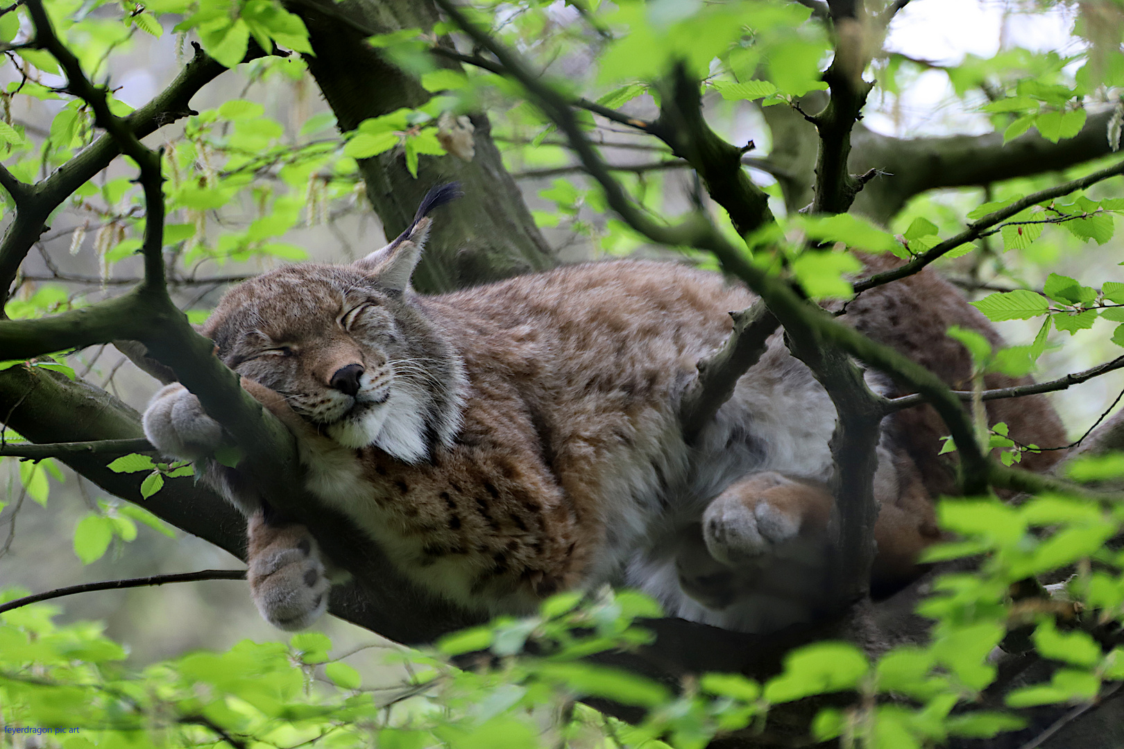 müder luchs