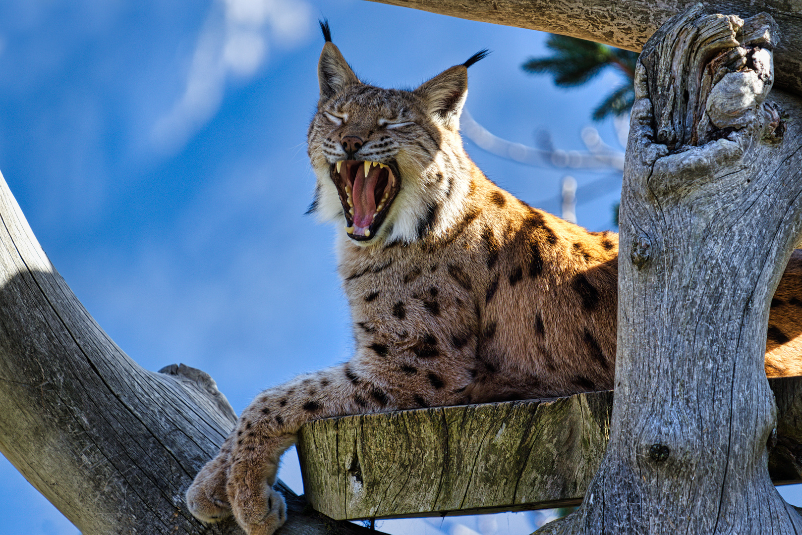 Müder Luchs