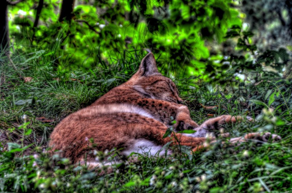 Müder Luchs von I LOVE MY CAM