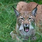 Müder Luchs im hohen Gras