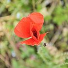 Müder Mohn