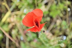 Müder Mohn