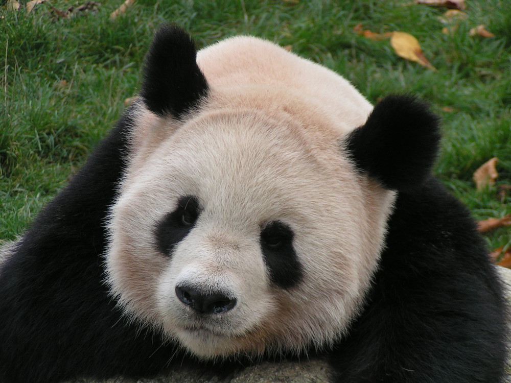 müder (oder fauler) Panda / Zoo Schönbrunn/Wien