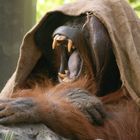 müder Orang Utan