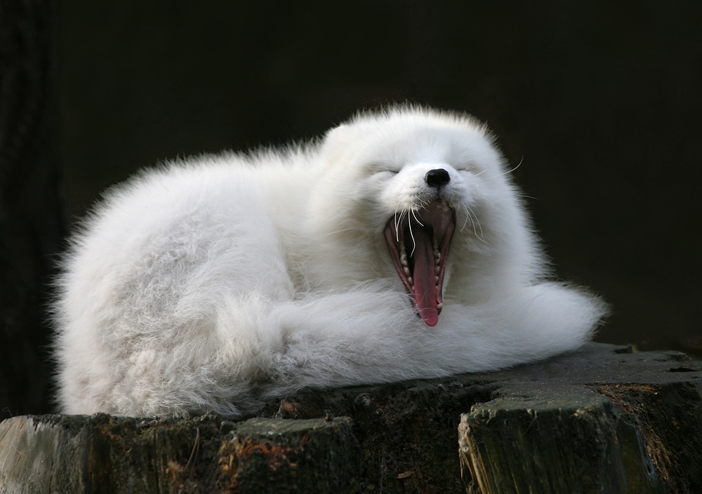 Müder Polarfuchs