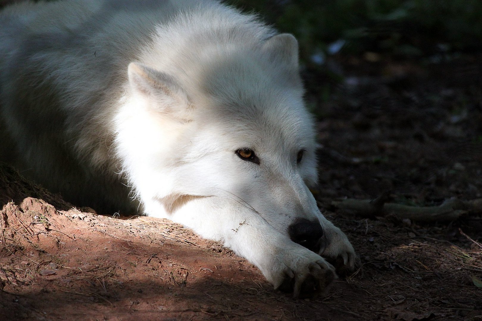 Müder Polarwolf