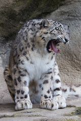 Müder Schneeleopard im Zoo Zürich