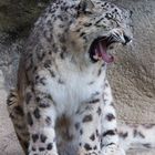 Müder Schneeleopard im Zoo Zürich