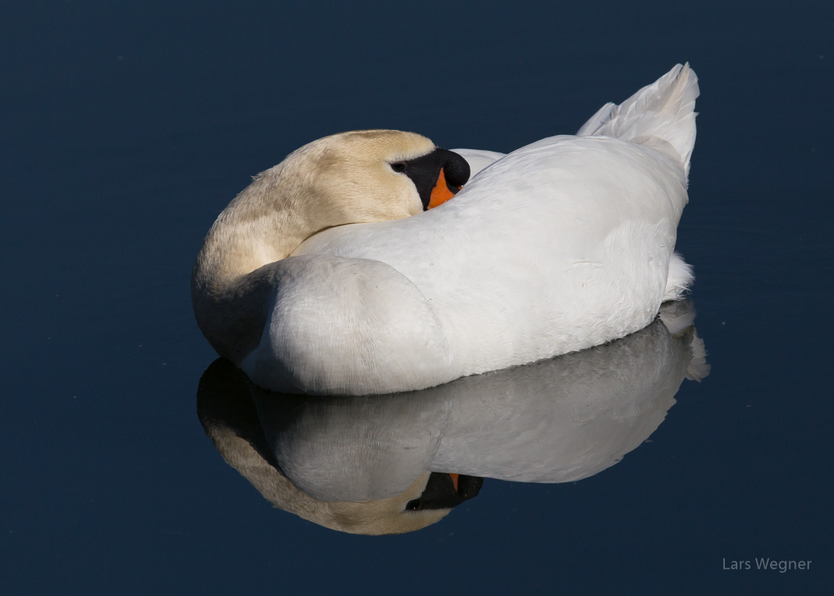 müder Schwan