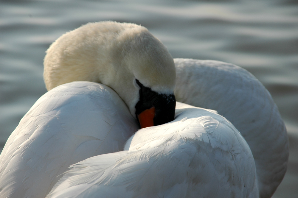 Müder Schwan