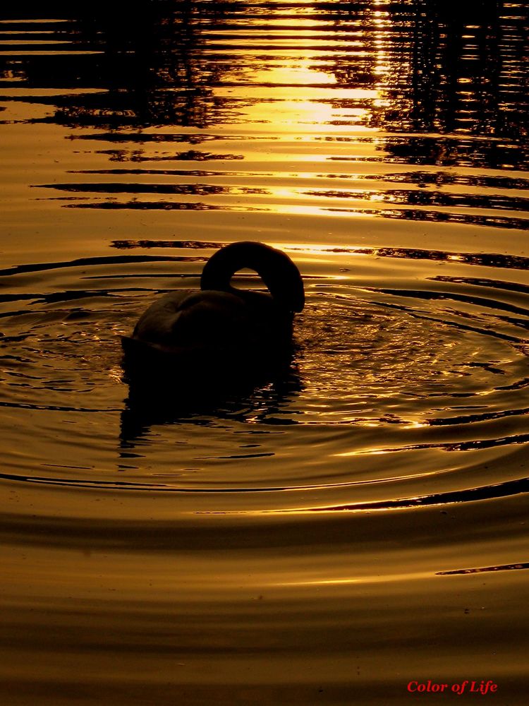 Müder Schwan... im Sonnenuntergang