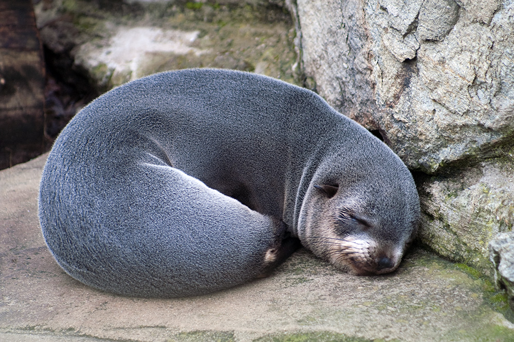 Müder Seebär