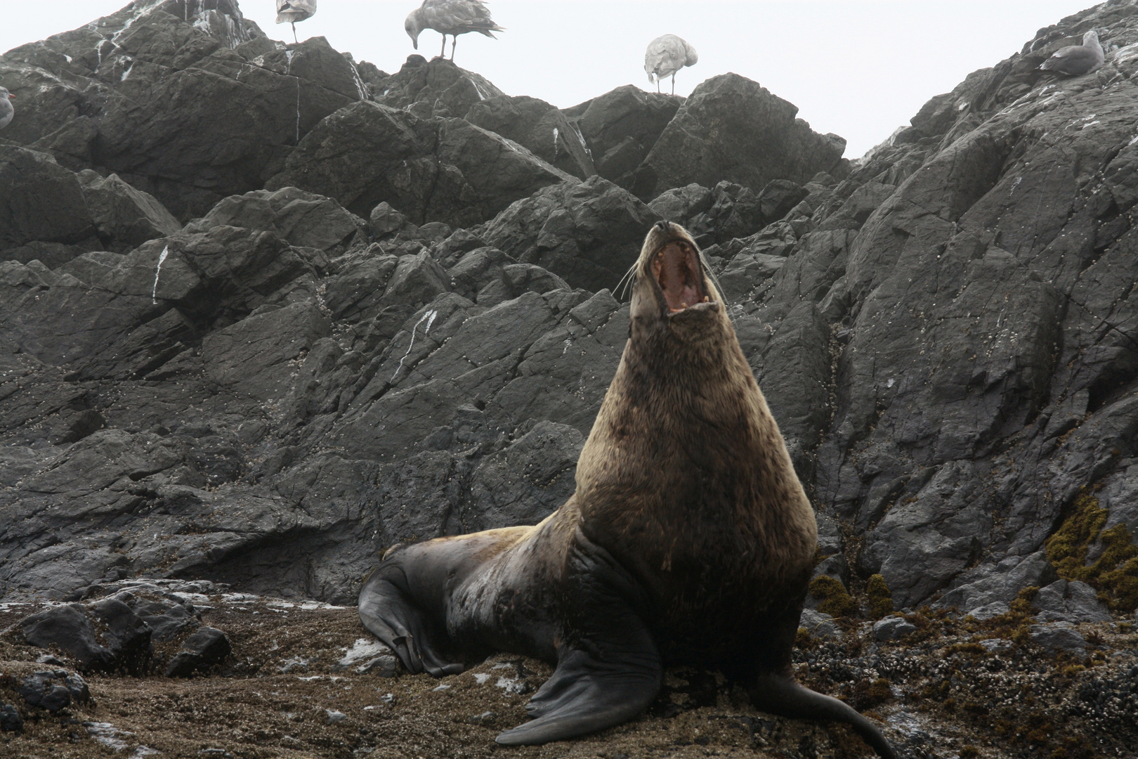 Müder Seelöwe westlich von Vancouver Island