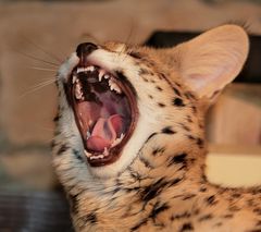 Müder Serval