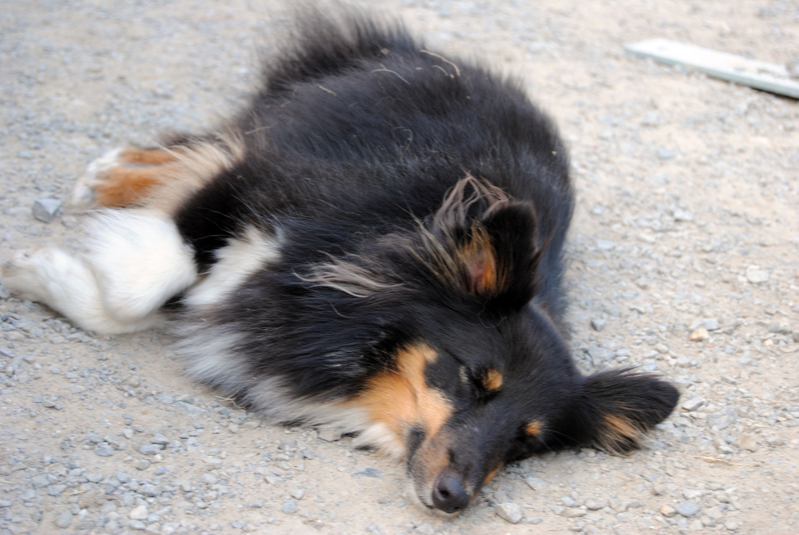 Müder Sheltie